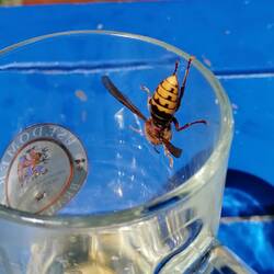 Besuch am Tisch