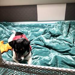 Weil die Wunde heute so unruhig war beim Autofahren setzen wir Obi auf der Heimfahrt hinten aufs Bet