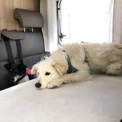 Snowy Hatte heute überhaupt keinen Bock auf Autofahren und lag die letzte Strecke sogar auf dem Tisc