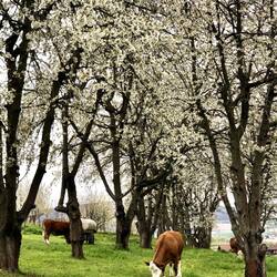 Spaziergang durch die Kirschblüten bei Wendershausen, bevor wir nach Eschwege fuhren.
