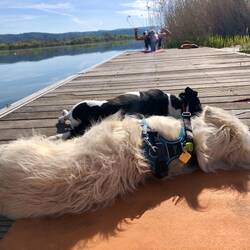 Einfach ein herrlicher Start in den Tag und die Hunde lieben es auch