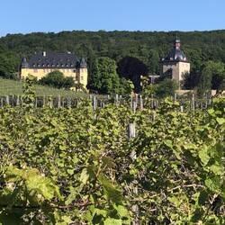 Das Wetter war grandios und um 6:30 Uhr lief ich schon durch die Weinberge. Einfach fantastisch