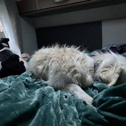 Die Hunde müssen sich auch erst ans Wohnwagen Leben gewöhnen aber unser schönes Bett gefällt Ihnen