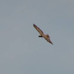 Seeadler im Flug...