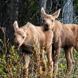 Moose twins ... such cuties — Riley Creek Mercantile @ Denali NP, AK.