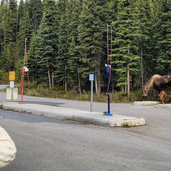 I'm staying safe near the Cruiser ... Mama moose & her twins @ Riley Creek Mercantile — Denali NP.