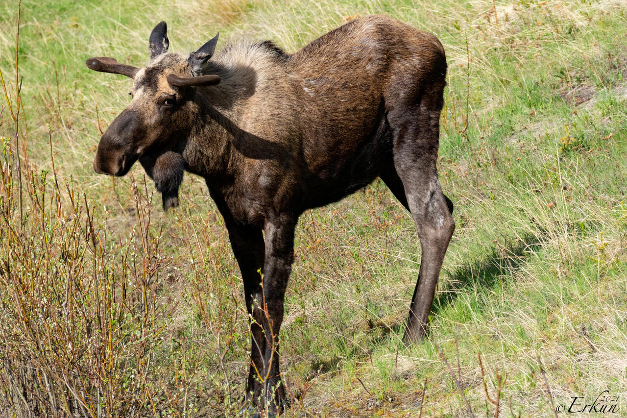 Bull moose ... this year's antlers starting to take shape — Park Road ... Denali NP, AK.