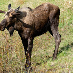 Bull moose ... this year's antlers starting to take shape — Park Road ... Denali NP, AK.