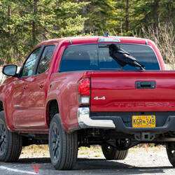 Raven ... an important symbol in the culture of Alaska Natives ... Teklanika Rest Area — Denali NP.