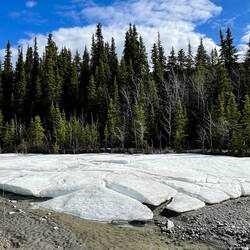 There are still fields of snow on the gravel bar — Denali NP, AK.