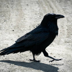 A raven strutting his stuff in the parking lot ... Teklanika Rest Area — Denali NP, AK.