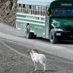 Dall sheep ... stopping traffic — Park Road ... Denali NP, AK.