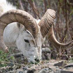Portrait of a Dall sheep — Park Road ... Denali NP, AK.