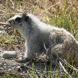 Hoary Marmot ... willing to pose for photos — Park Road ... Denali NP, AK.