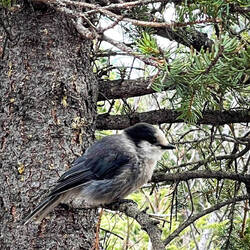 Canada jay ... food thief — Teklanika River Campground @ Denali NP, AK.