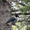 Canada jay ... food thief — Teklanika River Campground @ Denali NP, AK.