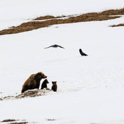 Grizzly mama and cubs on a caribou kill — Park Road ... Denali NP, AK.