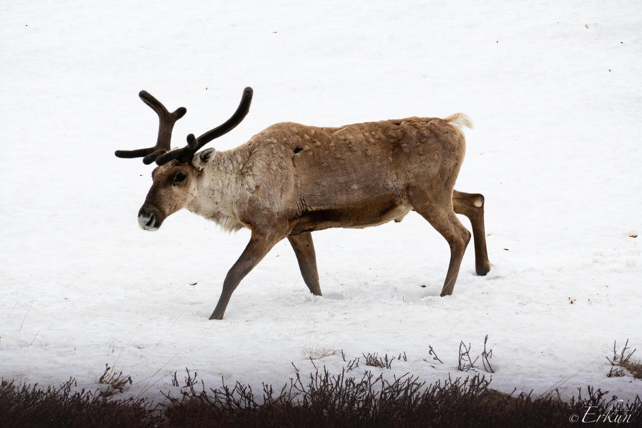 Caribou like snowfields where they can cool off — Park Road ... Denali NP, AK.