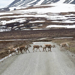 Caribou crossing the road to join the herd — Park Road ... Denali NP, AK.
