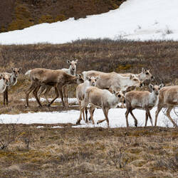 Young caribou — Park Road ... Denali NP, AK.