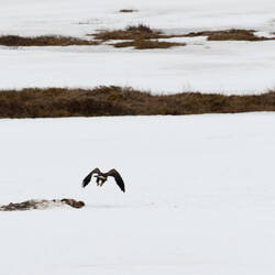 Bald eagle at the caribou kill site — Park Road ... Denali NP, AK.