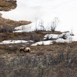 Grizzlies ... mama & yearling or two siblings — Park Road ... Denali NP, AK.