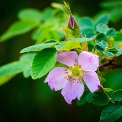 Prickly wild rose — Olnes Pond in Fairbanks, AK.