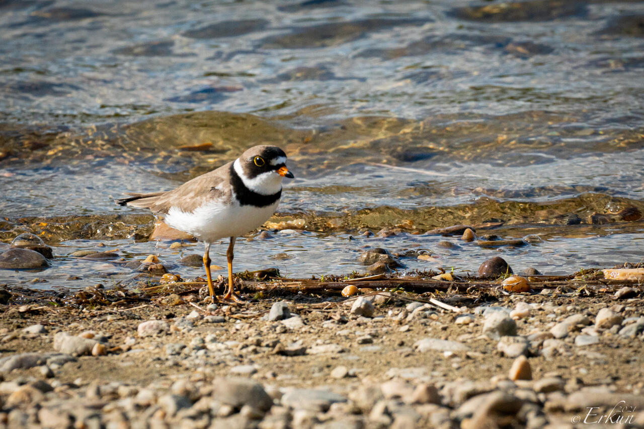 Semipalmated plover ... here for the breeding season — Olnes Pond in Fairbanks, AK.