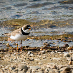 Semipalmated plover ... here for the breeding season — Olnes Pond in Fairbanks, AK.