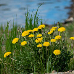 Dandelions — Olnes Pond in Fairbanks, AK.