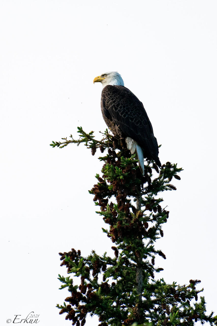 Bald Eagle on the lookout — Olnes Pond in Fairbanks, AK.