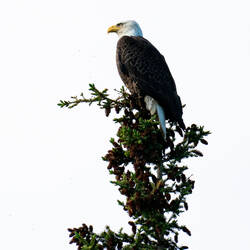 Bald Eagle on the lookout — Olnes Pond in Fairbanks, AK.