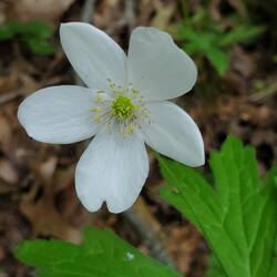 The single blossom I saw on our walk... the words are pretty dense