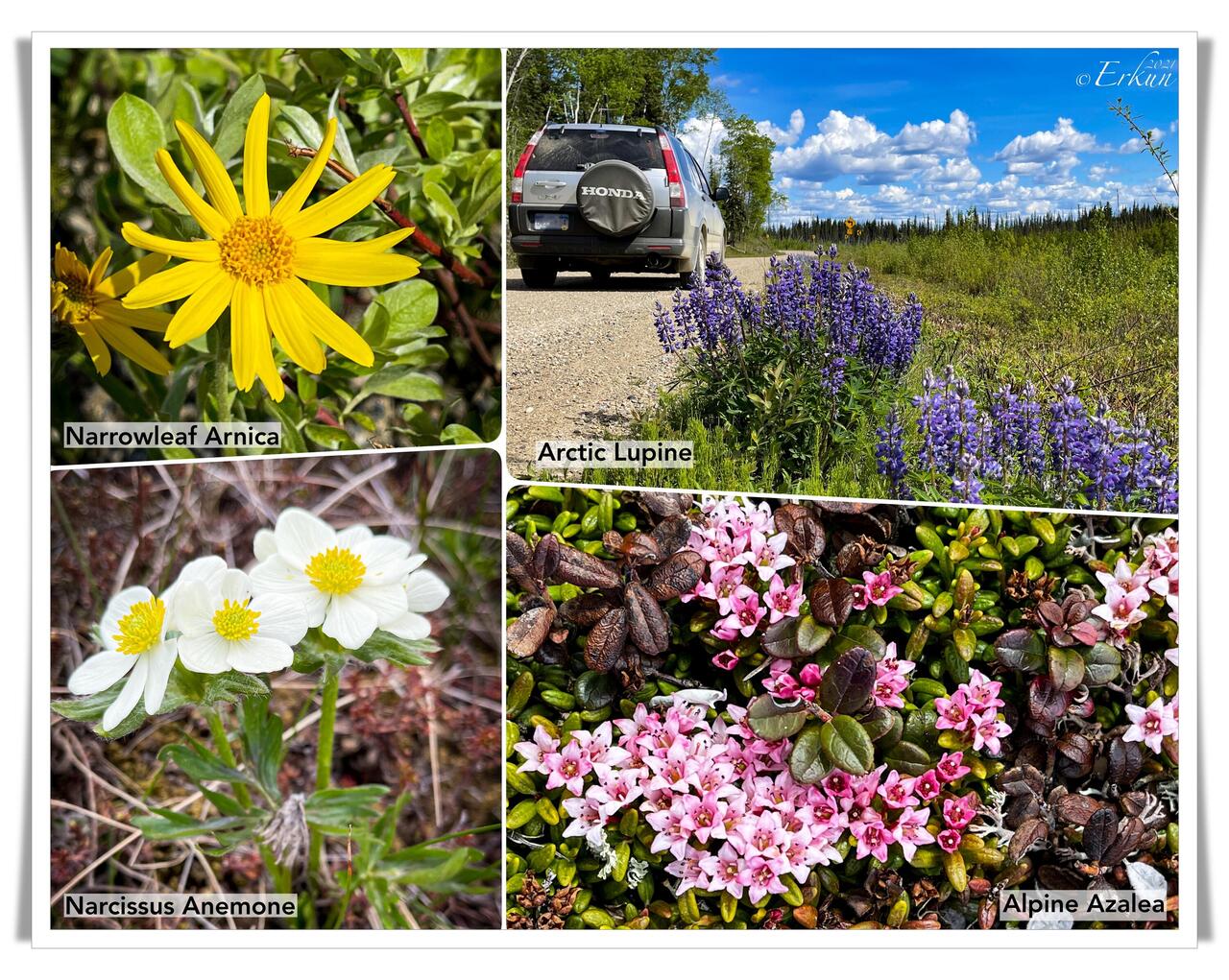 Yukon–Koyukuk Census Area, United States Travel Journals & Blogs