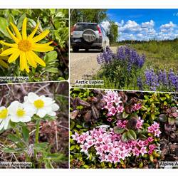 Spring blooms are just starting to appear — Steese Hwy, AK.