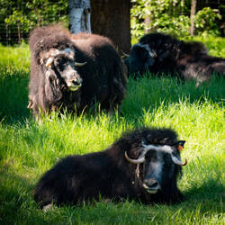 Female musk ox have a thinner head boss and more delicate horns ... LARS — UAF in Fairbanks, AK.