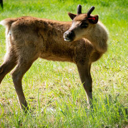 Ruth, the reindeer calf, was shy, but came up to introduce herself @ LARS — UAF in Fairbanks, AK.
