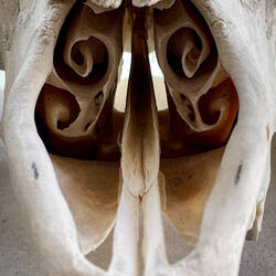 Circular channels inside the skull of the musk ox help to warm the frigid air it breathes in.