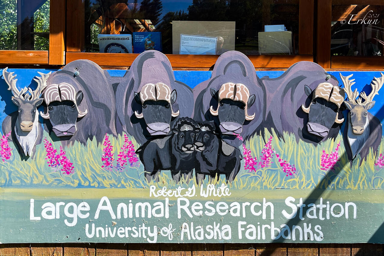 The musk ox that re-established the Alaska herd first came to this research station in the 1930s.
