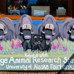 The musk ox that re-established the Alaska herd first came to this research station in the 1930s.