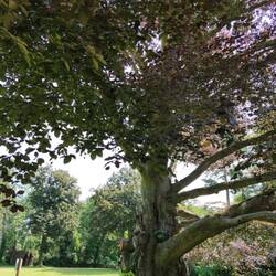 Blutbuche, 160 Jahre alt, 6,5 m Stammumfang