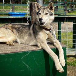 A relaxed sled dog at the kennels of the Chena Hot Springs Resort — Alaska.