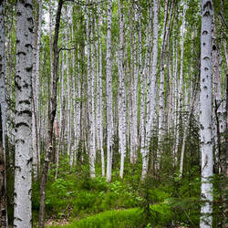 Birch Grove — Chena Hot Springs Road, AK.