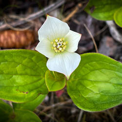 Dwarf Dogwood — Chena Hot Springs Road, AK.