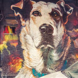 "Loukanikos"- die Legände ide Protest während de Wirtschaftskriise...