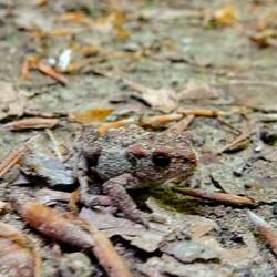 Gut getarnt und kaum gesehen.