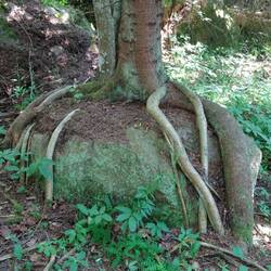 Baum umklammert Felsbrocken