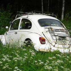 Uii, ein alter Käfer