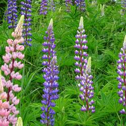 Wär was für meinen Vorgarten zu Hause!