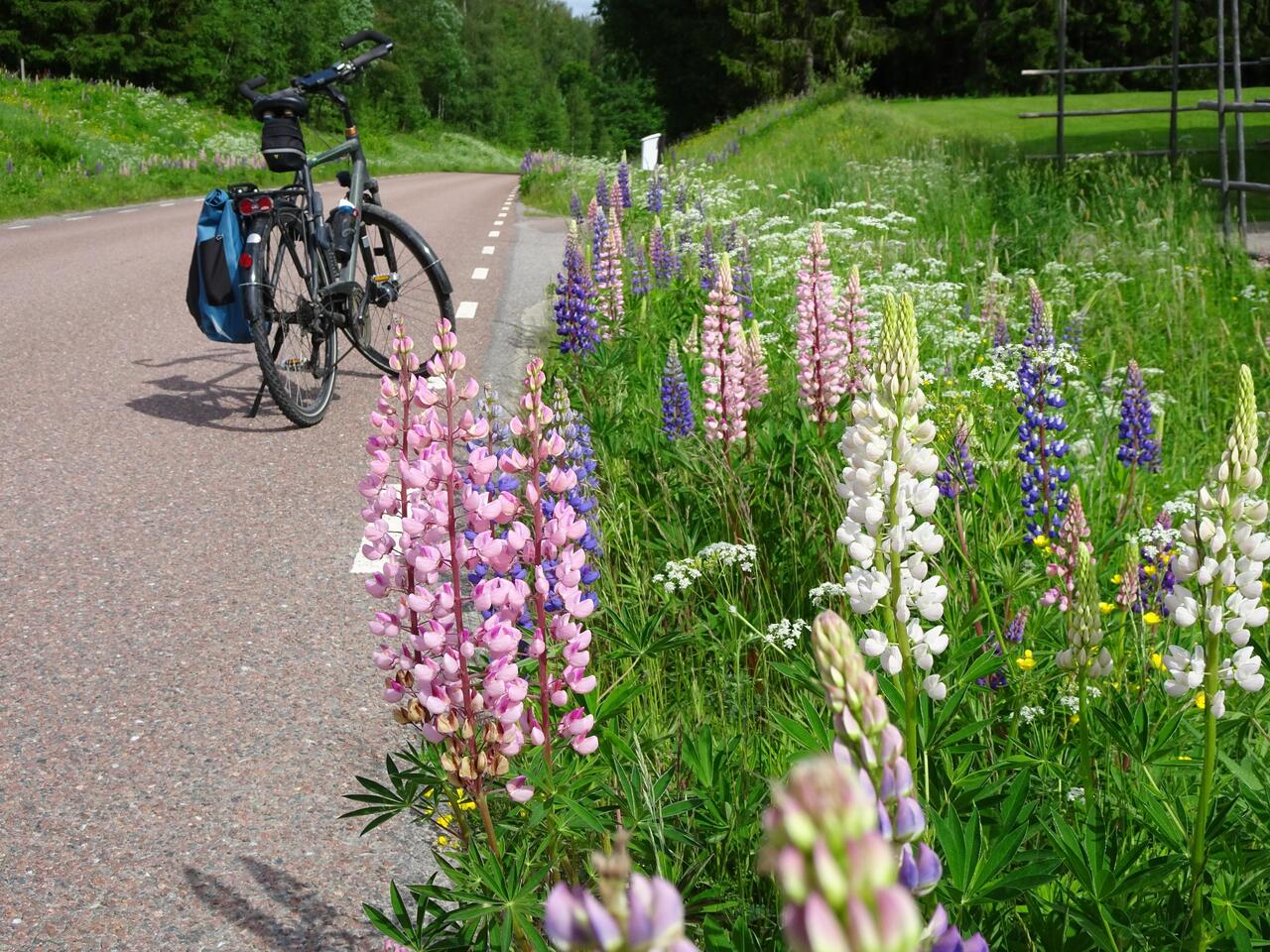 Die bunten Lupinen am Straßenrand faszinieren mich immer wieder.
